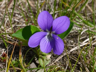 Pasque-type mountain violet