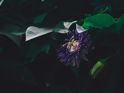 Passion Flower