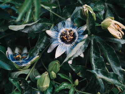 Passionflower