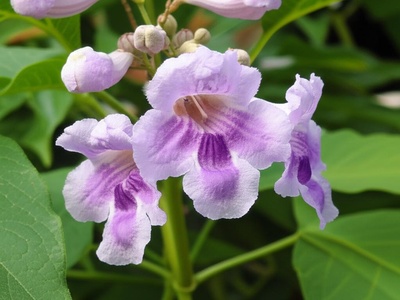 Paulownia (white‑flowering forms)