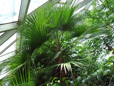 Paurotis Palm