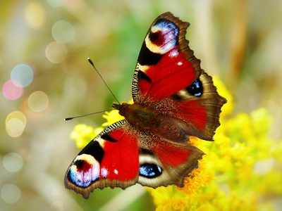 Peacock Butterfly