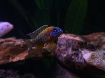 Peacock cichlid