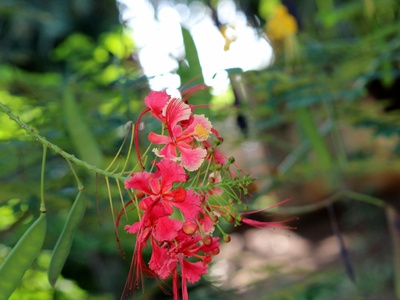 Peacock Flower