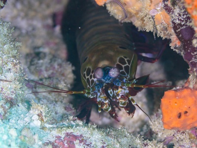 Peacock Mantis Shrimp