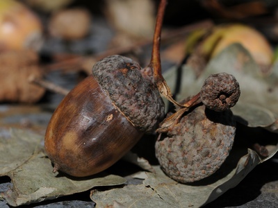 Pedunculate oak