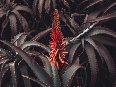 Pegler’s Aloe