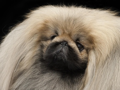 Pekingese