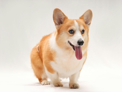 Pembroke Welsh Corgi