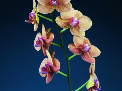 Penang Slipper Orchid