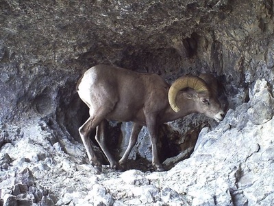 Peninsular Bighorn Sheep
