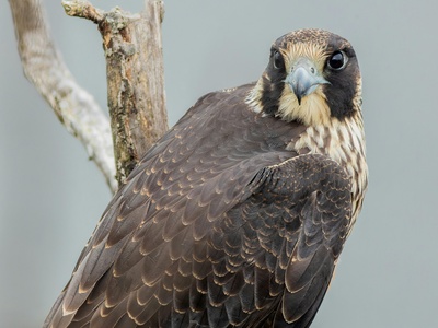Peregrine Falcon