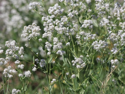 Perennial pepperweed