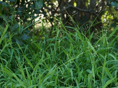 Perennial veldtgrass