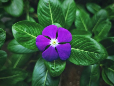 Periwinkle