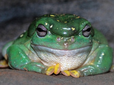 Perrin's Green Toad