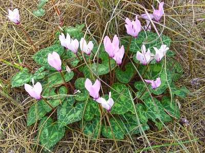 Persian Cyclamen