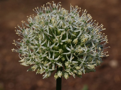Persian Shallot