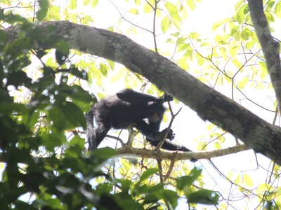 Peruvian Black Spider Monkey