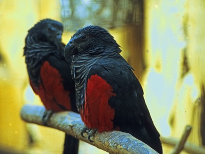 Pesquet's Parrot