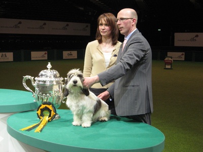 Petit Basset Griffon Vendéen
