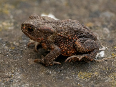 Pewzow's Toad