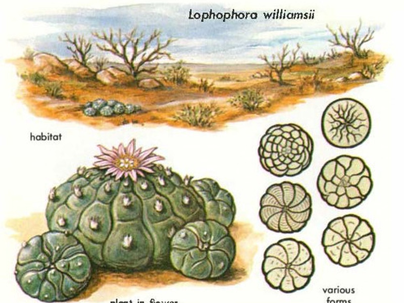 Paoti List of Desert Cacti - Flora Fauna Fun