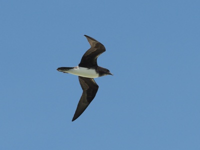 Phoenix Petrel