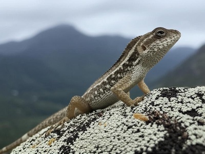 Pico Duarte Anole