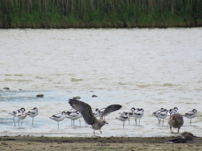 Pied Avocet