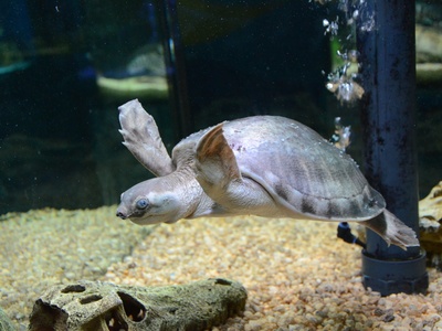 Pig-nosed Turtle