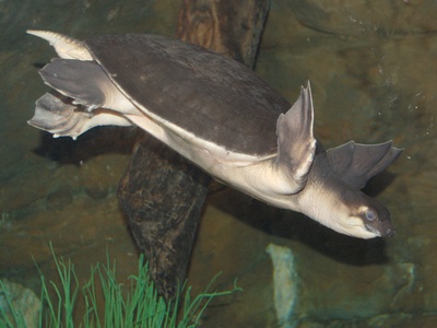 Pig-nosed Turtle