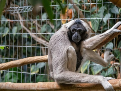 Pileated gibbon