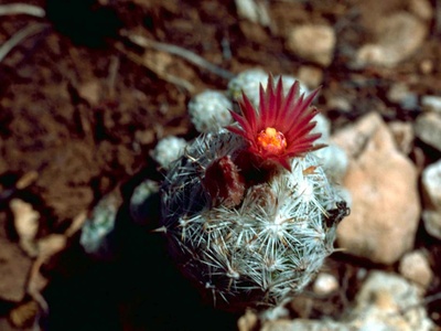 Pincushion Cactus