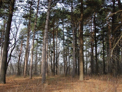 Pine (species)