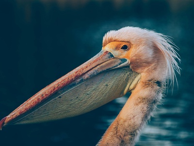 Pink-backed pelican