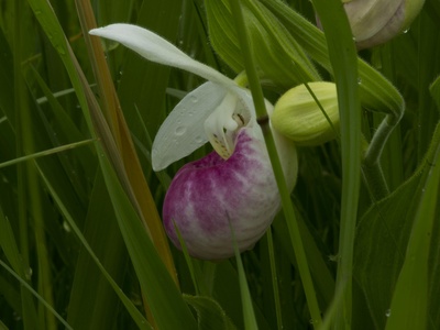 Pink Lady's Slipper