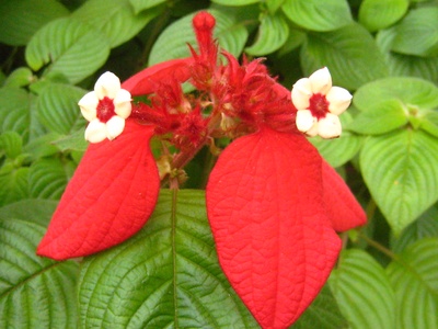 Pink Mussaenda