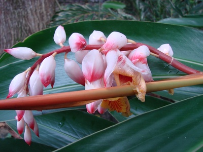 Pink Porcelain Lily
