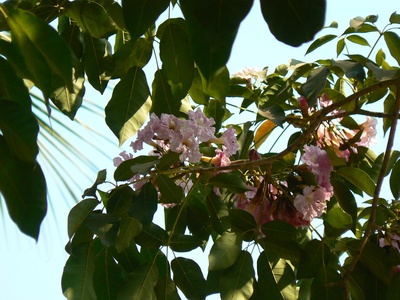 Pink Trumpet Tree