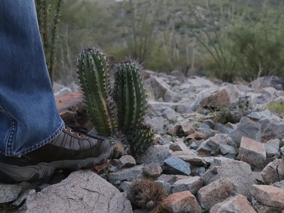 Pipe Organ Cactus