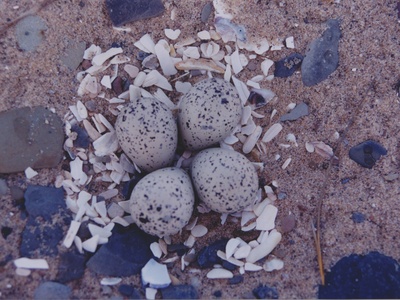 Piping Plover