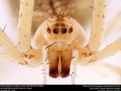 Pirate Spider