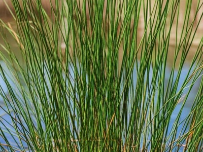 Piri-Piri