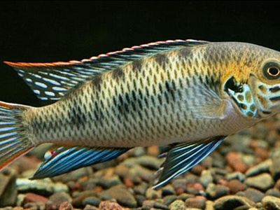 Plain-body cichlid