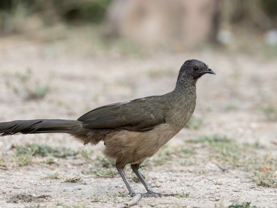 Plain chachalaca