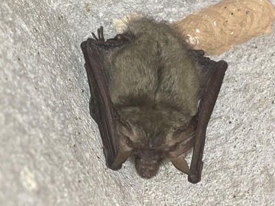 Plecotus gaisleri