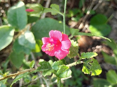Poeppig's Hibiscus