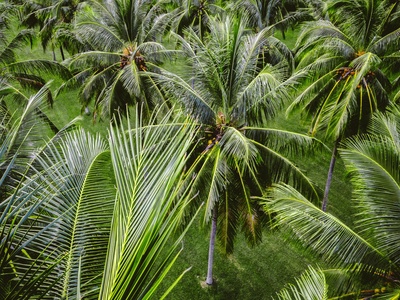 Pohnpei Mountain Palm