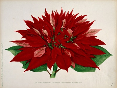 Poinsettia